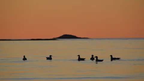 Midnight sun