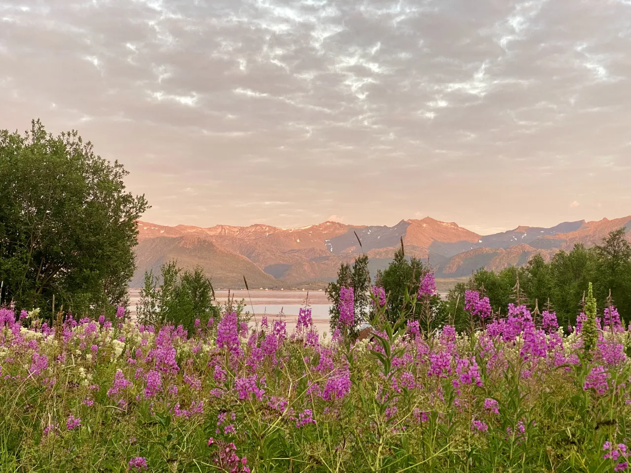 Midnight sun mood flowers